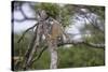 Africa. Tanzania. African leopard descending a tree, Serengeti National Park.-Ralph H. Bendjebar-Stretched Canvas