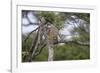 Africa. Tanzania. African leopard descending a tree, Serengeti National Park.-Ralph H. Bendjebar-Framed Photographic Print