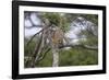 Africa. Tanzania. African leopard descending a tree, Serengeti National Park.-Ralph H. Bendjebar-Framed Photographic Print