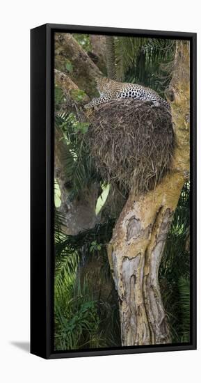 Africa. Tanzania. African leopard in a tree, Serengeti National Park.-Ralph H. Bendjebar-Framed Stretched Canvas