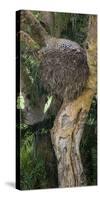 Africa. Tanzania. African leopard in a tree, Serengeti National Park.-Ralph H. Bendjebar-Stretched Canvas