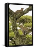 Africa. Tanzania. African leopard mother and cub in a tree, Serengeti National Park.-Ralph H. Bendjebar-Framed Stretched Canvas