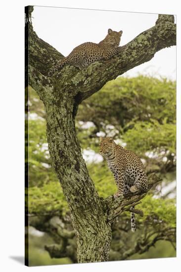 Africa. Tanzania. African leopard mother and cub in a tree, Serengeti National Park.-Ralph H. Bendjebar-Stretched Canvas
