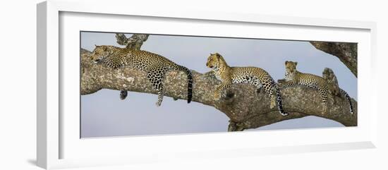 Africa. Tanzania. African leopard mother and cubs in a tree, Serengeti National Park.-Ralph H. Bendjebar-Framed Photographic Print