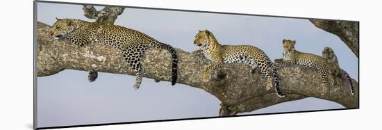 Africa. Tanzania. African leopard mother and cubs in a tree, Serengeti National Park.-Ralph H. Bendjebar-Mounted Photographic Print