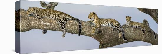 Africa. Tanzania. African leopard mother and cubs in a tree, Serengeti National Park.-Ralph H. Bendjebar-Stretched Canvas