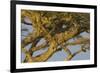 Africa. Tanzania. African leopard napping in a tree, Serengeti National Park.-Ralph H. Bendjebar-Framed Premium Photographic Print