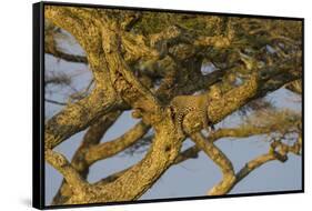 Africa. Tanzania. African leopard napping in a tree, Serengeti National Park.-Ralph H. Bendjebar-Framed Stretched Canvas