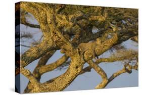 Africa. Tanzania. African leopard napping in a tree, Serengeti National Park.-Ralph H. Bendjebar-Stretched Canvas