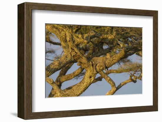 Africa. Tanzania. African leopard napping in a tree, Serengeti National Park.-Ralph H. Bendjebar-Framed Photographic Print