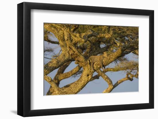 Africa. Tanzania. African leopard napping in a tree, Serengeti National Park.-Ralph H. Bendjebar-Framed Photographic Print