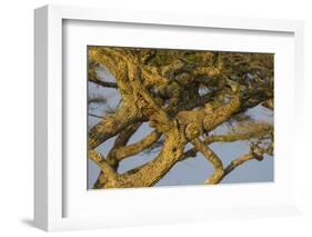 Africa. Tanzania. African leopard napping in a tree, Serengeti National Park.-Ralph H. Bendjebar-Framed Photographic Print