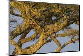 Africa. Tanzania. African leopard napping in a tree, Serengeti National Park.-Ralph H. Bendjebar-Mounted Photographic Print