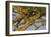 Africa. Tanzania. African leopard napping in a tree, Serengeti National Park.-Ralph H. Bendjebar-Framed Photographic Print