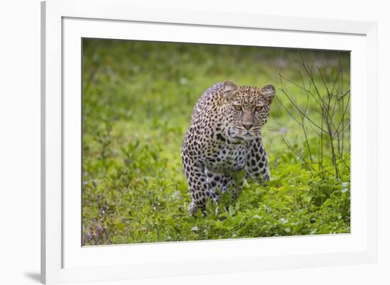 Africa. Tanzania. African leopard stalking prey, Serengeti National Park.-Ralph H. Bendjebar-Framed Premium Photographic Print