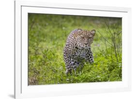 Africa. Tanzania. African leopard stalking prey, Serengeti National Park.-Ralph H. Bendjebar-Framed Premium Photographic Print