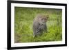 Africa. Tanzania. African leopard stalking prey, Serengeti National Park.-Ralph H. Bendjebar-Framed Premium Photographic Print