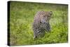 Africa. Tanzania. African leopard stalking prey, Serengeti National Park.-Ralph H. Bendjebar-Stretched Canvas