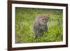 Africa. Tanzania. African leopard stalking prey, Serengeti National Park.-Ralph H. Bendjebar-Framed Photographic Print