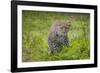 Africa. Tanzania. African leopard stalking prey, Serengeti National Park.-Ralph H. Bendjebar-Framed Photographic Print