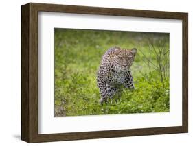 Africa. Tanzania. African leopard stalking prey, Serengeti National Park.-Ralph H. Bendjebar-Framed Photographic Print