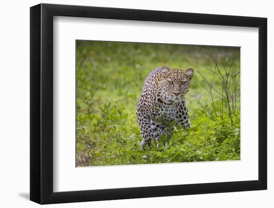 Africa. Tanzania. African leopard stalking prey, Serengeti National Park.-Ralph H. Bendjebar-Framed Photographic Print