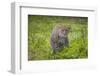 Africa. Tanzania. African leopard stalking prey, Serengeti National Park.-Ralph H. Bendjebar-Framed Photographic Print