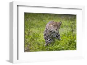 Africa. Tanzania. African leopard stalking prey, Serengeti National Park.-Ralph H. Bendjebar-Framed Photographic Print