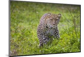 Africa. Tanzania. African leopard stalking prey, Serengeti National Park.-Ralph H. Bendjebar-Mounted Photographic Print