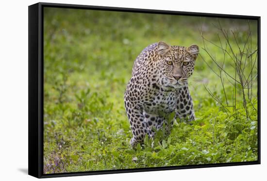 Africa. Tanzania. African leopard stalking prey, Serengeti National Park.-Ralph H. Bendjebar-Framed Stretched Canvas