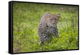 Africa. Tanzania. African leopard stalking prey, Serengeti National Park.-Ralph H. Bendjebar-Framed Stretched Canvas