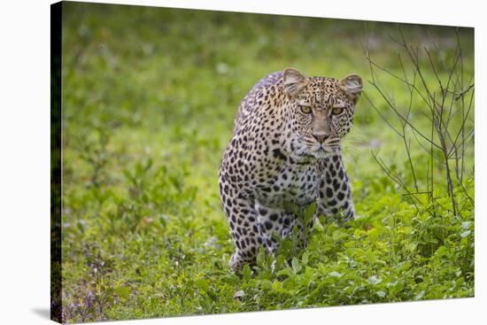 Africa. Tanzania. African leopard stalking prey, Serengeti National Park.-Ralph H. Bendjebar-Stretched Canvas