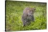 Africa. Tanzania. African leopard stalking prey, Serengeti National Park.-Ralph H. Bendjebar-Stretched Canvas