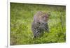 Africa. Tanzania. African leopard stalking prey, Serengeti National Park.-Ralph H. Bendjebar-Framed Photographic Print