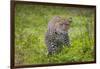 Africa. Tanzania. African leopard stalking prey, Serengeti National Park.-Ralph H. Bendjebar-Framed Photographic Print