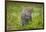 Africa. Tanzania. African leopard stalking prey, Serengeti National Park.-Ralph H. Bendjebar-Framed Photographic Print