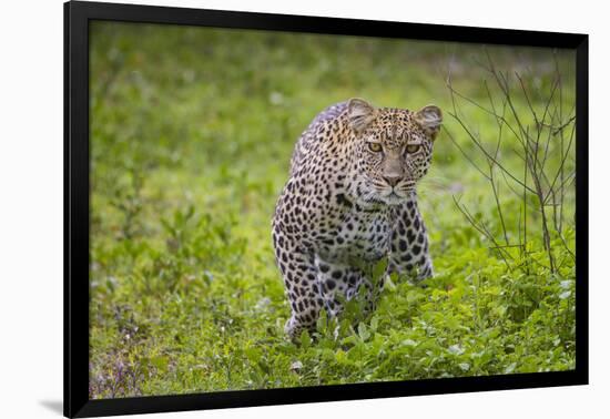 Africa. Tanzania. African leopard stalking prey, Serengeti National Park.-Ralph H. Bendjebar-Framed Photographic Print