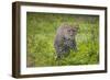 Africa. Tanzania. African leopard stalking prey, Serengeti National Park.-Ralph H. Bendjebar-Framed Photographic Print