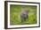 Africa. Tanzania. African leopard stalking prey, Serengeti National Park.-Ralph H. Bendjebar-Framed Photographic Print