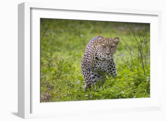 Africa. Tanzania. African leopard stalking prey, Serengeti National Park.-Ralph H. Bendjebar-Framed Photographic Print