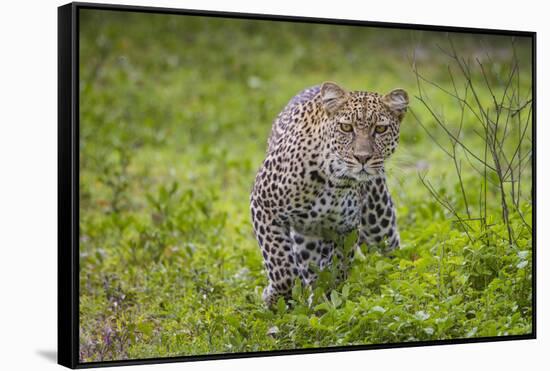 Africa. Tanzania. African leopard stalking prey, Serengeti National Park.-Ralph H. Bendjebar-Framed Stretched Canvas