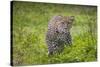 Africa. Tanzania. African leopard stalking prey, Serengeti National Park.-Ralph H. Bendjebar-Stretched Canvas