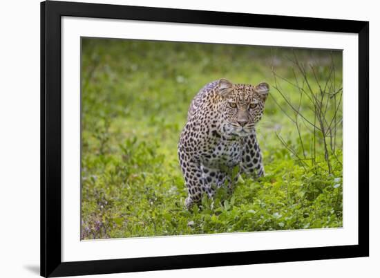 Africa. Tanzania. African leopard stalking prey, Serengeti National Park.-Ralph H. Bendjebar-Framed Photographic Print