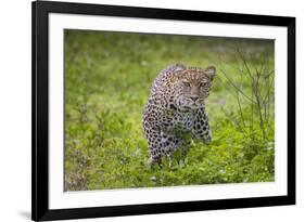 Africa. Tanzania. African leopard stalking prey, Serengeti National Park.-Ralph H. Bendjebar-Framed Photographic Print