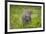 Africa. Tanzania. African leopard stalking prey, Serengeti National Park.-Ralph H. Bendjebar-Framed Photographic Print