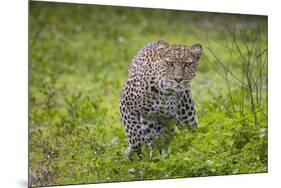 Africa. Tanzania. African leopard stalking prey, Serengeti National Park.-Ralph H. Bendjebar-Mounted Photographic Print