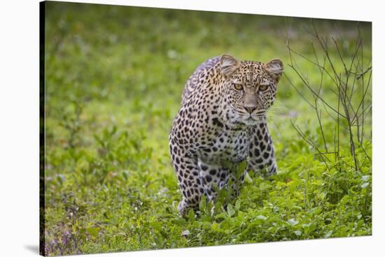 Africa. Tanzania. African leopard stalking prey, Serengeti National Park.-Ralph H. Bendjebar-Stretched Canvas