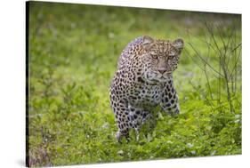 Africa. Tanzania. African leopard stalking prey, Serengeti National Park.-Ralph H. Bendjebar-Stretched Canvas
