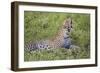 Africa. Tanzania. African leopard yawning, Serengeti National Park.-Ralph H. Bendjebar-Framed Photographic Print