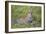 Africa. Tanzania. African leopard yawning, Serengeti National Park.-Ralph H. Bendjebar-Framed Photographic Print